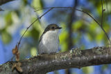 Pied Flyctacher 